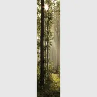 Vliesov fototapeta na zed' Proslunn les | 90 x 270 cm | FTNVL 3712