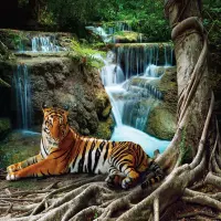 Vliesov fototapeta na zed' Tygr u vodopd | 155 x 110 cm | FTNM 2652