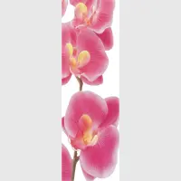 Vliesov fototapeta na zed' Rov orchidej | 202 x 90 cm | FTNV 2826
