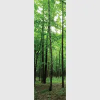 Vliesov fototapeta na zed' Listnat les | 202 x 90 cm | FTNV 2920