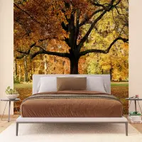 Vliesov fototapeta na zed' Podzimn strom | 375 x 270 cm | FTNXXL 2427