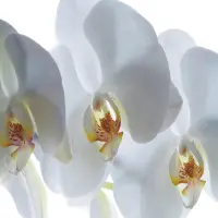 Vliesov fototapeta na zed' Bl kvty orchideje | 180 x 127 cm | FTSs 0832