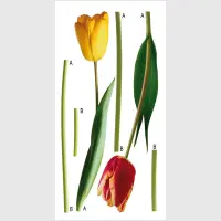 Samolepka na ze Tulipny | 65 x 85 cm | F 0401