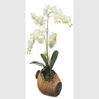 Samolepka na ze Orchidej v Kvtine | 42.5 x 65 cm | SM 3430