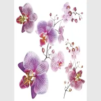 Samolepka na ze Orchideje | 30 x 30 cm | SS 3859